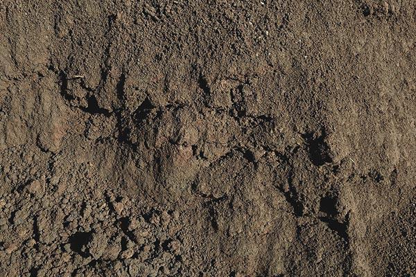 bulk-graded-top-soil-south-alabama-loxley-dirt-pit